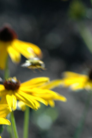 in the garden 2, fuzzy bee