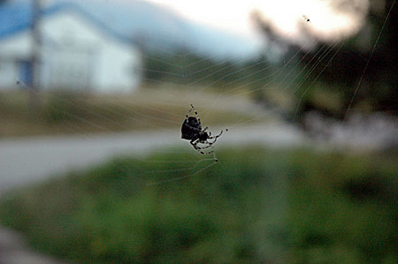 spinning a web