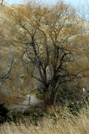 Tree at Peterson Creek