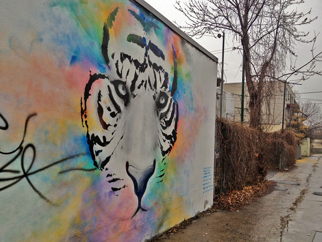 tigeronthewall2