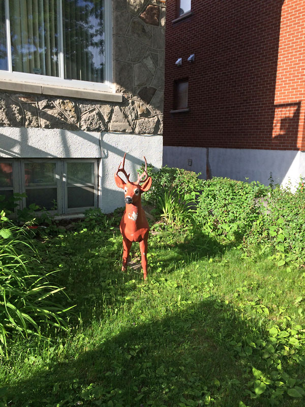 urbandeersighting