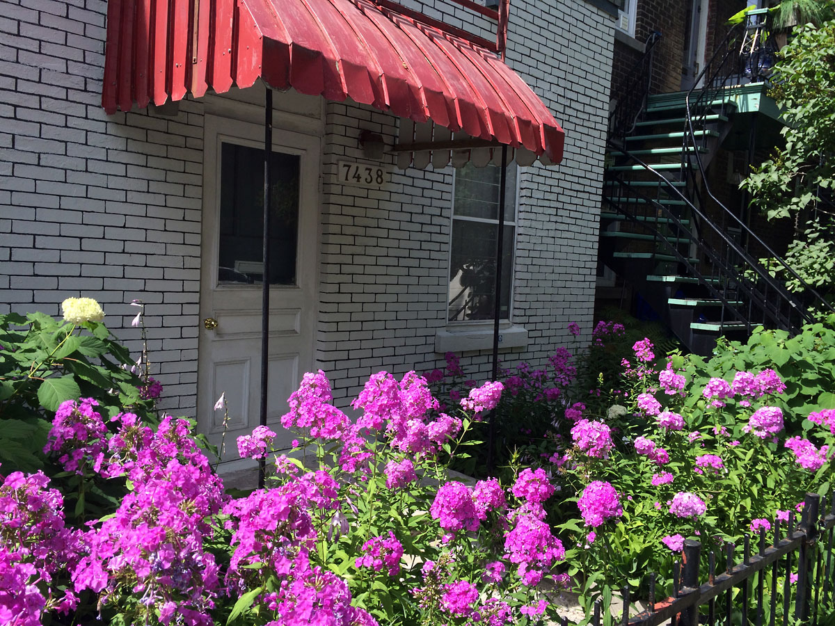 tamedfireweed