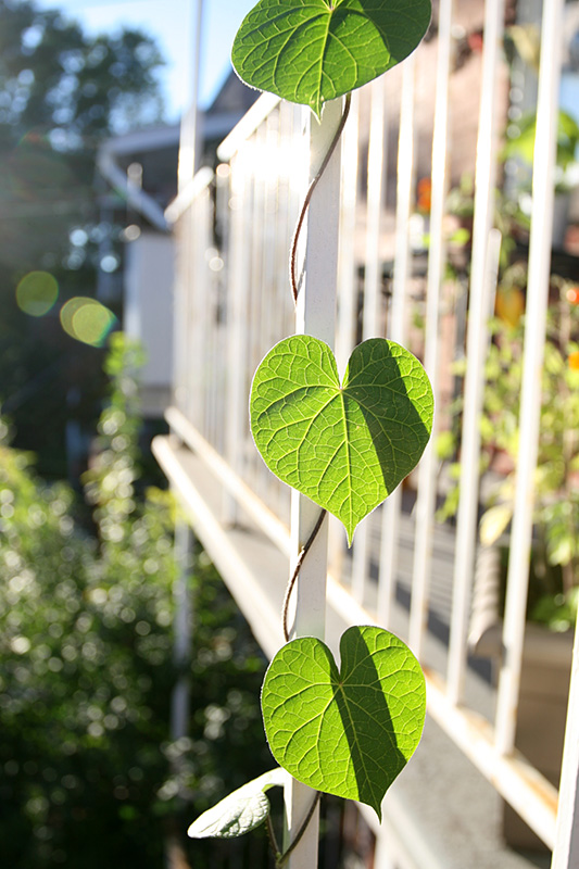 patiogarden