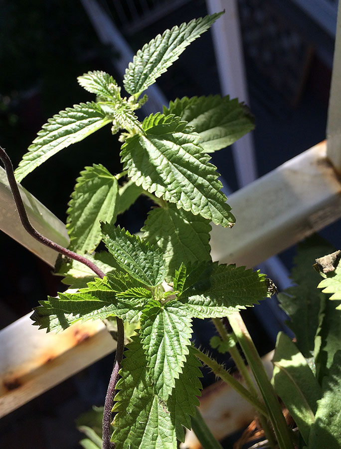 stingingnettle