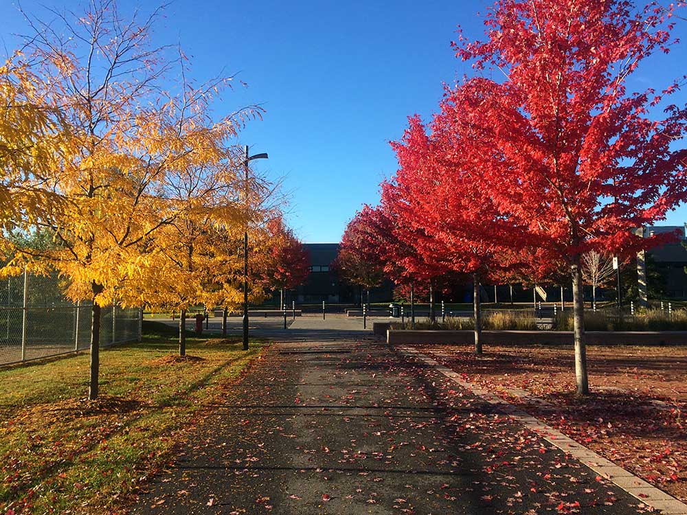 redtreesyellowtrees