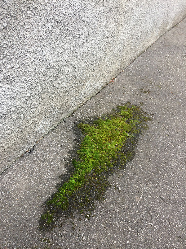 cementmoss