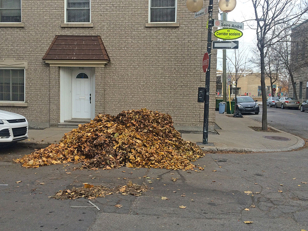 pileofleaves