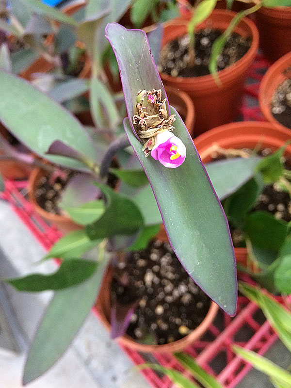 tuesdaysinthegreenhouse