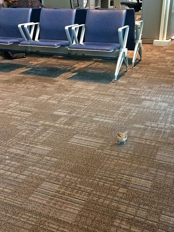 birdsatTOairport