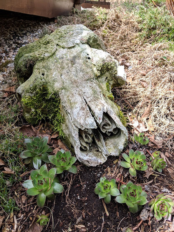 skull of a muskox surrounded by hens and chicks in early spring garden