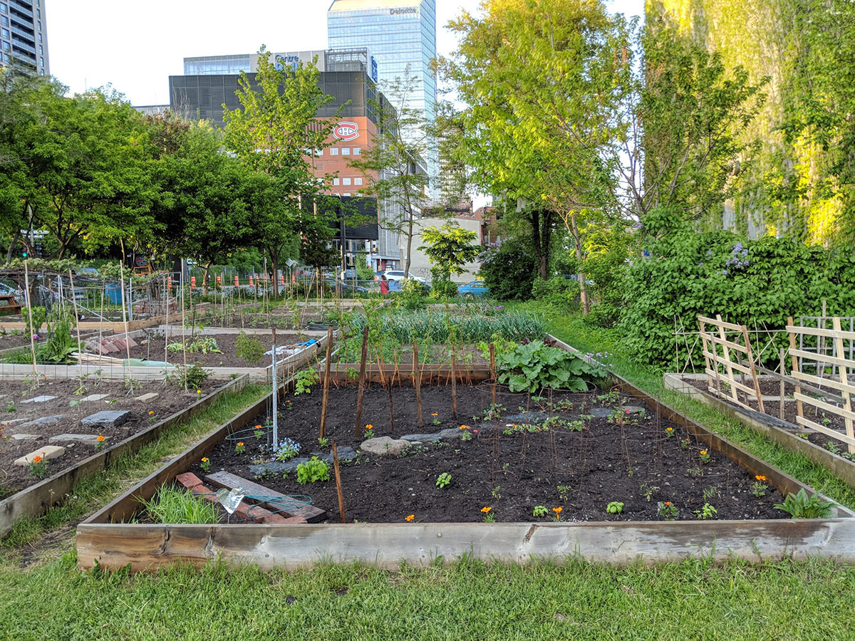 nwsm community garden freshly planted, with bell centre in the background