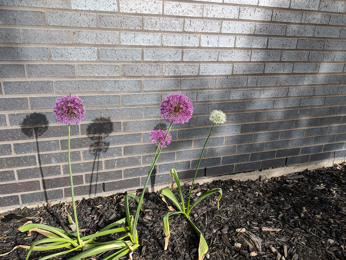 large purple garlic flowers with bright green leaves against grey brick wall, low light, hard shadows