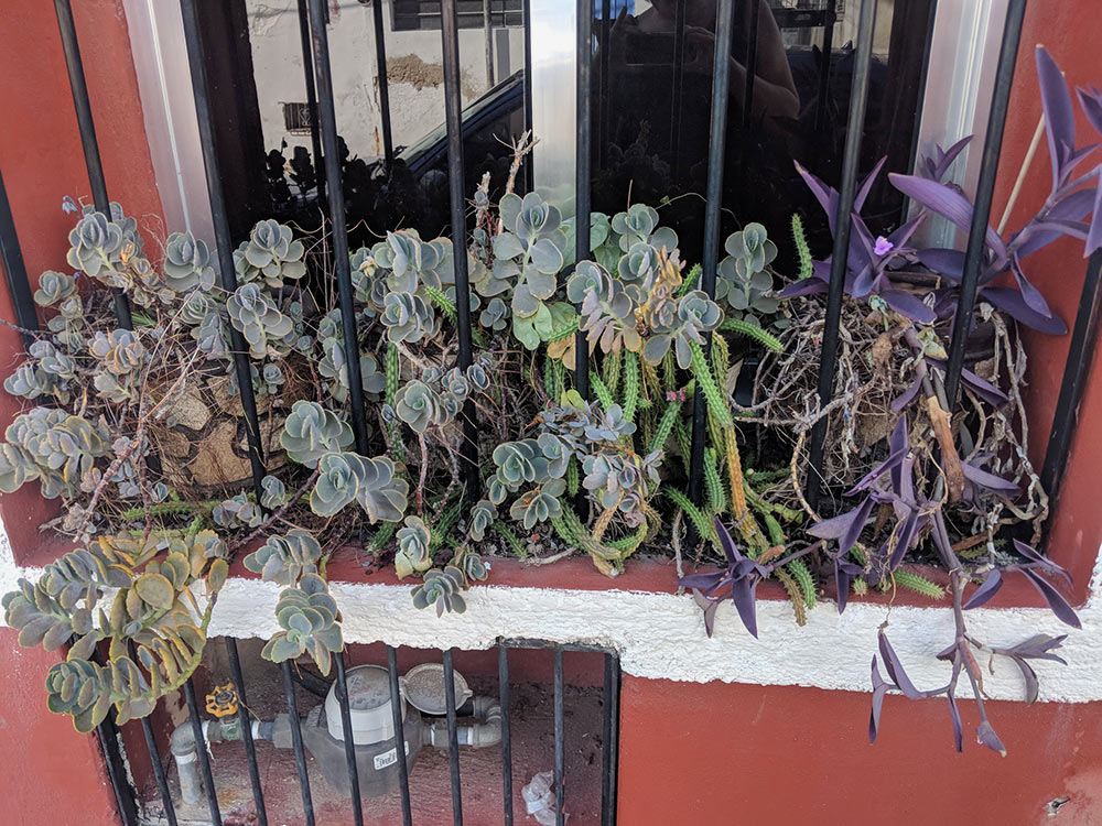 cacti growing wild behind barred window